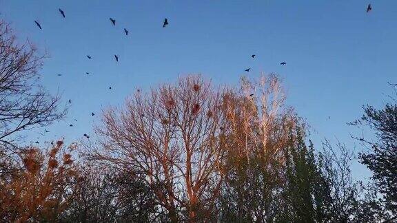 日落时分乌鸦飞过高树上筑巢的地方