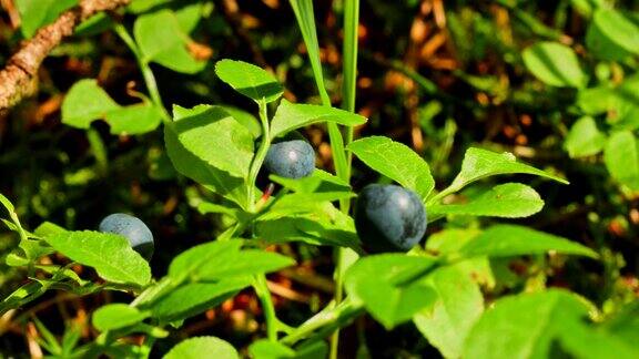 微距摄影:树林里的蓝莓