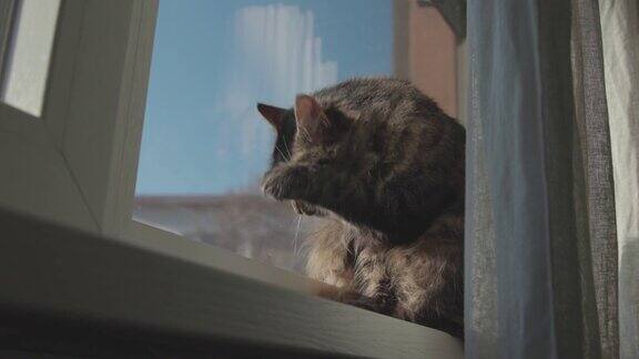 坐在窗边梳理毛发的猫