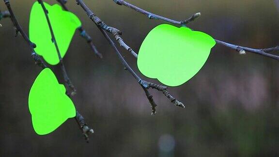 苹果树纸绿色贴纸没人春高清镜头