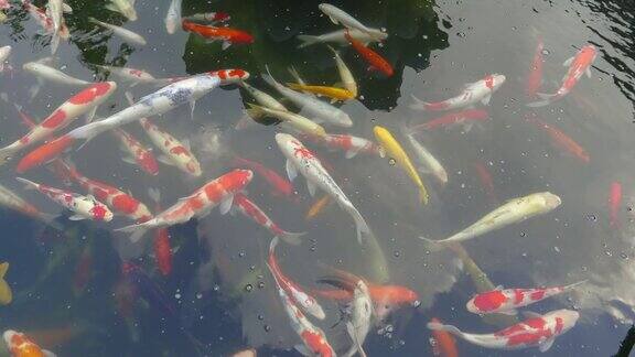 香港宝莲寺的锦鲤池