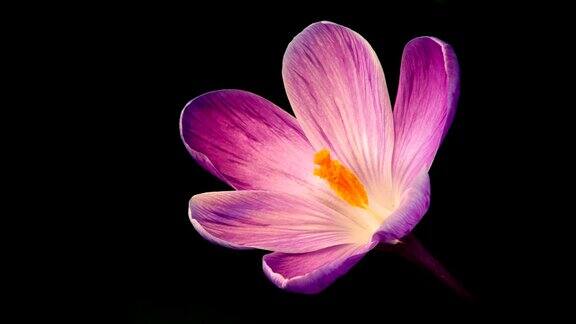 花紫番红花盛开