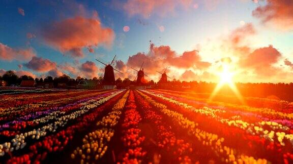 传统的荷兰风车和生机勃勃的郁金香在日落的前景倾斜