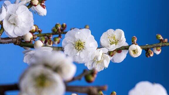 日本白色梅花盛开的延时视频蓝色背景