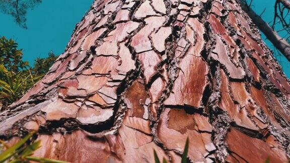松树树干在森林中映衬着天空海边的松树树皮松果体松树松科