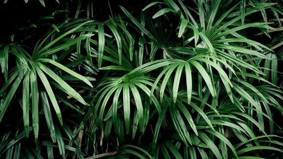 微风中的丛林植物