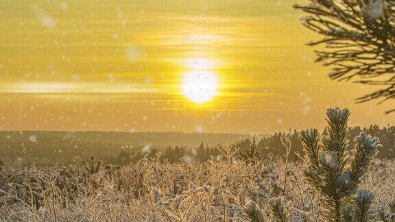 雪花飘落自然森林树木景观白色阳光冬日心情光和明亮的雪寒冷的时间视频循环cinemagraph视频循环