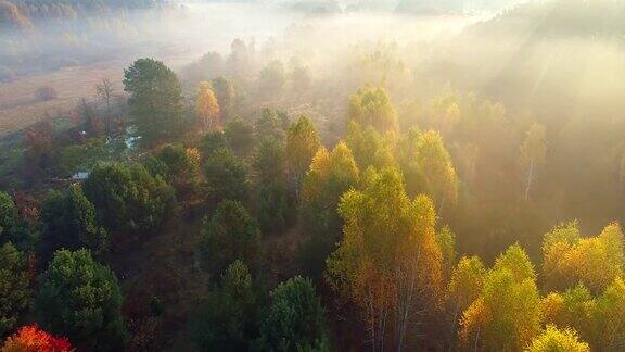 空中飞行在薄雾森林秋天的树木色彩斑斓的树木和穿过树枝的阳光美丽的秋日日出旅游概念