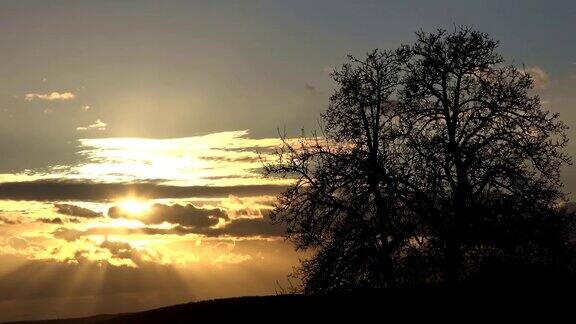 树在日落云的形成阳光天气4K