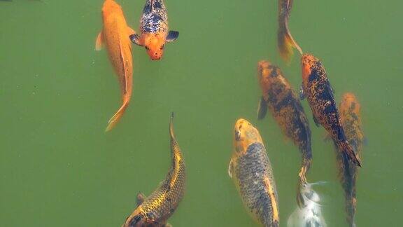 彩色鲤鱼在传统日本锦鲤游泳