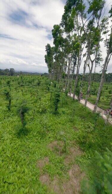 垂直视频一群耐力摩托车手在丛林中的柏油路上骑行