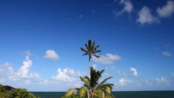 风吹着的棕榈树