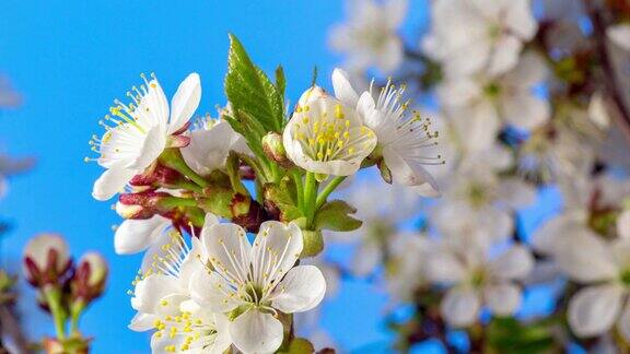 4k垂直时间间隔的酸樱桃树花盛开和生长在蓝色的背景上樱花盛开的小白花时间流逝9:16的比例