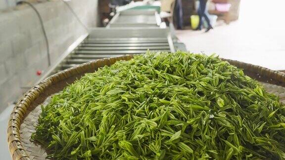 中国茶的手工制作过程采摘烘干炒茶