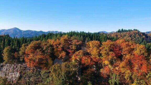无人机拍摄的日本秋叶颜色