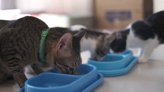 一群猫一起吃蓝猫碗