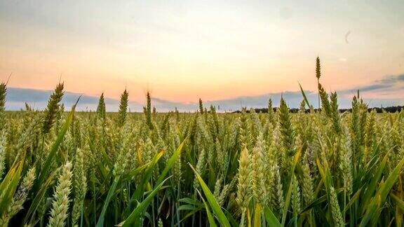 HD运动延时:春小麦在日落