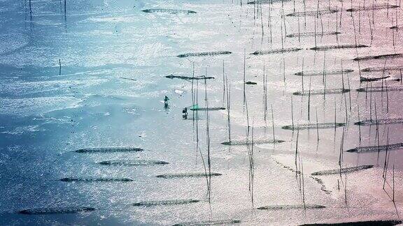 中国福建霞浦渔民在艺术泥滩上捕鱼
