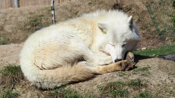 北极狼(Canislupusarctos)也被称为梅尔维尔岛狼狼躺着休息
