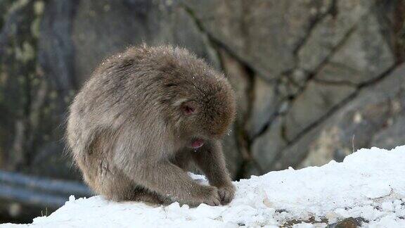 慢镜头日本雪猴吃野生动物的雪山猕猴