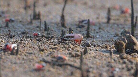 招潮蟹位于泰国南部萨顿省的红树林滩涂地区
