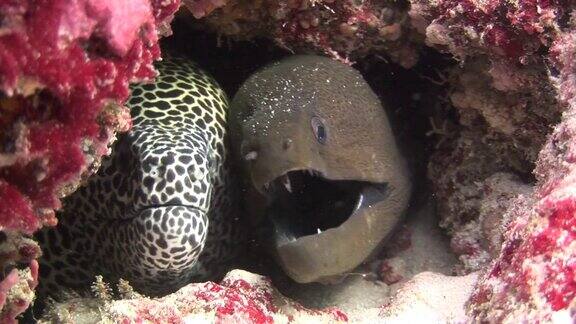 马里鳗鱼黑色并在背景珊瑚水下在马尔代夫海发现