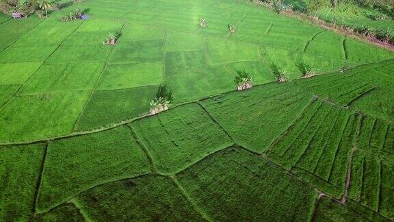 斯里兰卡水稻农业