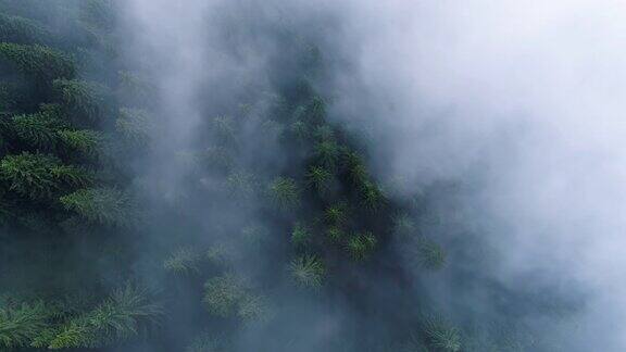 在晨雾中飞过松林在山上神奇的雾航拍迷雾森林4K