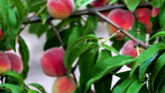 桃树上挂满了果实