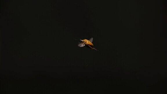 一只蜜蜂在黑暗的背景前飞行