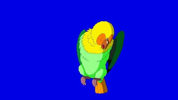 绿色鹦鹉清洁羽毛经典手工制作的动画