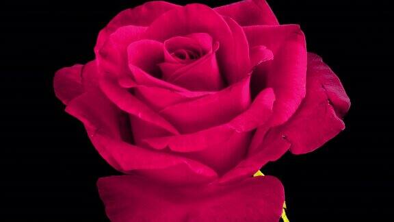 在黑色背景上绽放的粉红色玫瑰花的延时盛开的玫瑰花开放时间流逝特写婚礼背景情人节概念4K延时视频品红万岁