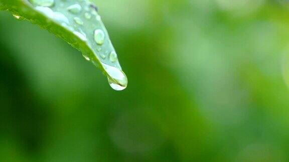 水在绿叶上的慢动作