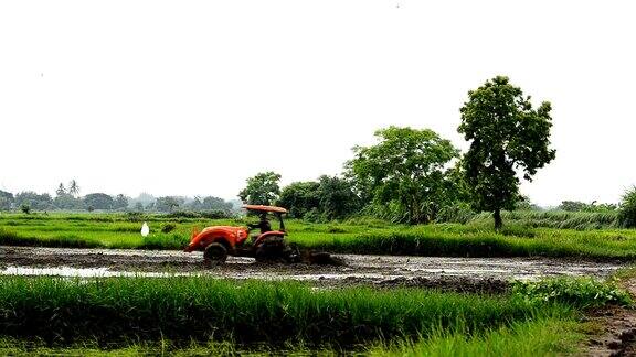 农民在泰国收割水稻