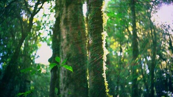 热带雨林的树木云的诞生