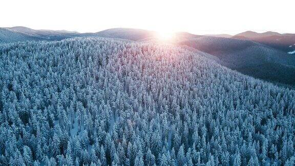 冬季鸟瞰图覆盖着积雪的松林和日出时升起的太阳