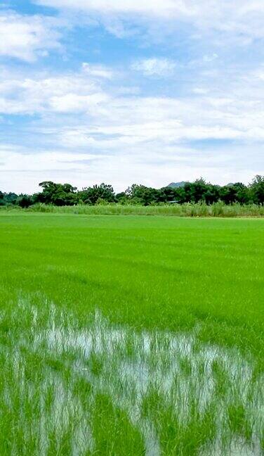 泰国乡村的绿色稻田
