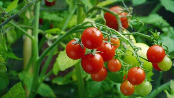 在花园里围着一株番茄转