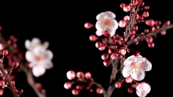春天的樱花开满了粉红色的枝头