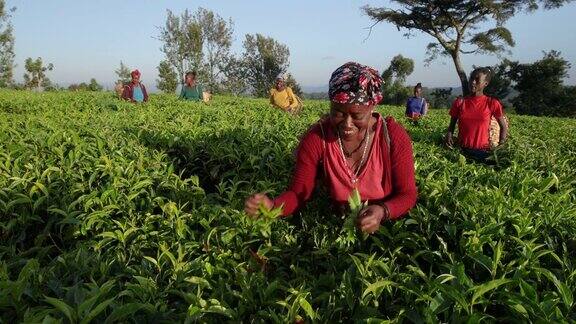 非洲妇女在种植园采摘茶叶东非
