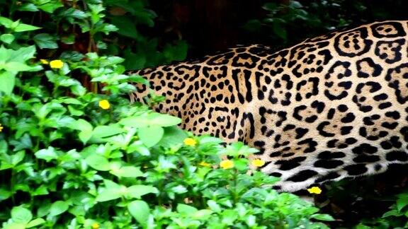 豹子在树林里觅食