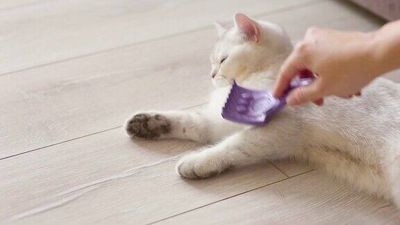 一只女性的手拿着紫色的毛刷正在刷地板上一只白色毛茸茸的英国猫的毛