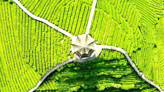 绿茶种植梯田鸟瞰图