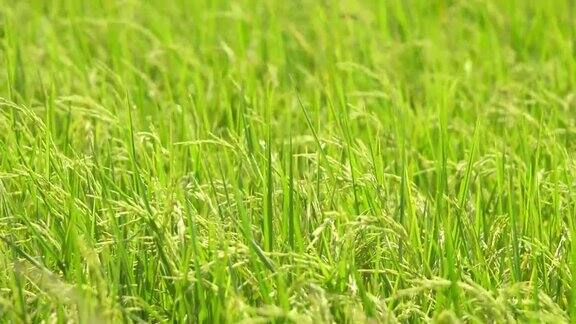 近距离拍摄稻田里随风摇曳的稻谷Sapa越南