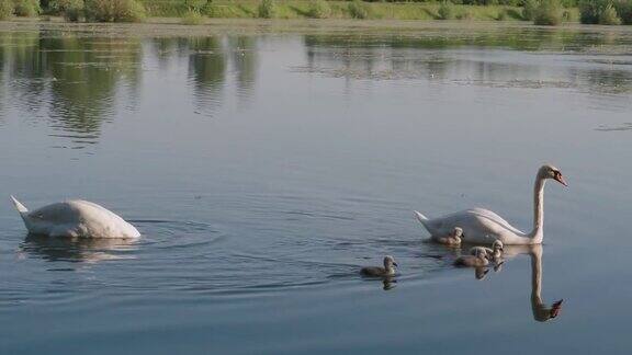 一只优雅的白天鹅和一群小鸡在湖上漂浮