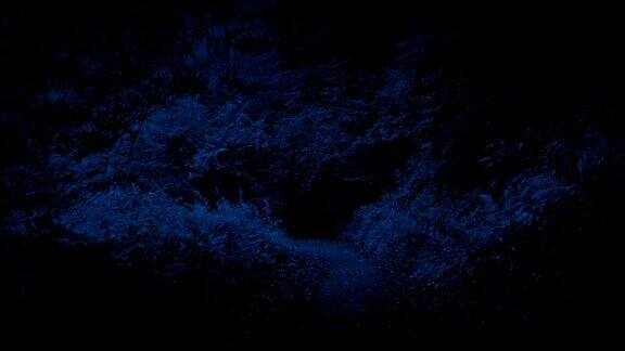 夜晚穿过树林的风景小径