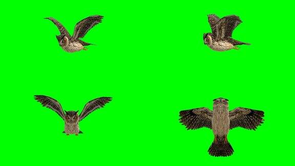 猫头鹰滑翔绿幕(可循环)