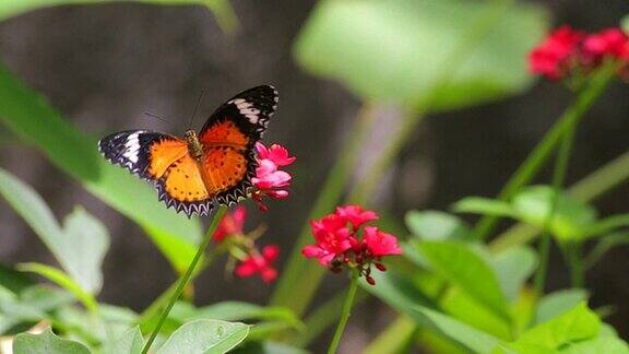 红色花朵上的蝴蝶