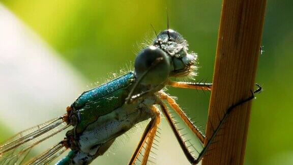 蓝蜻蜓擦了擦眼睛