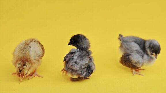 两只灰色毛茸茸的小鸭子和一只黄色的小鸡在黄色的背景上小鸟刚出生的小鸡可爱有趣的小鸡宝宝家居主题农场家禽家禽农场复活节假期
